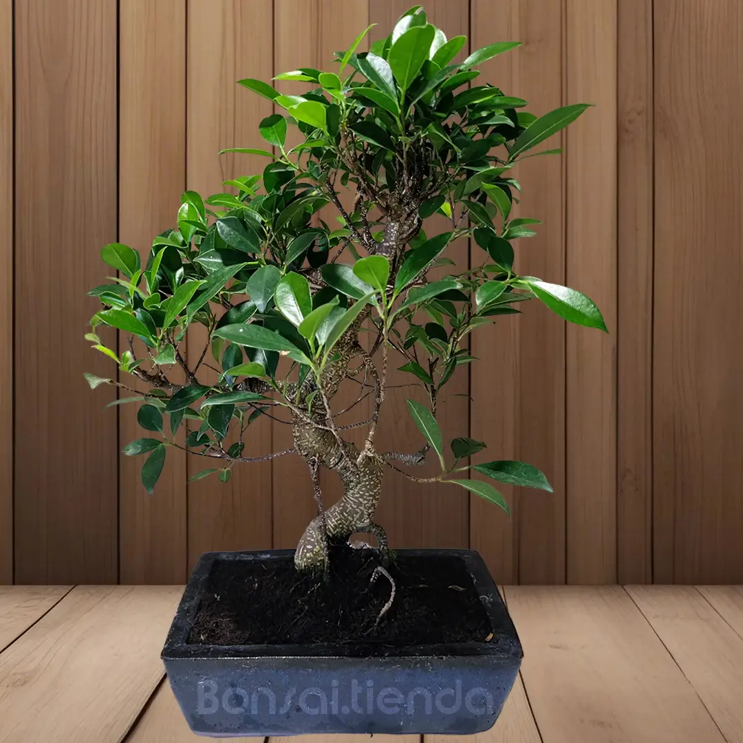 BONSAI FICUS 10 AÑOS