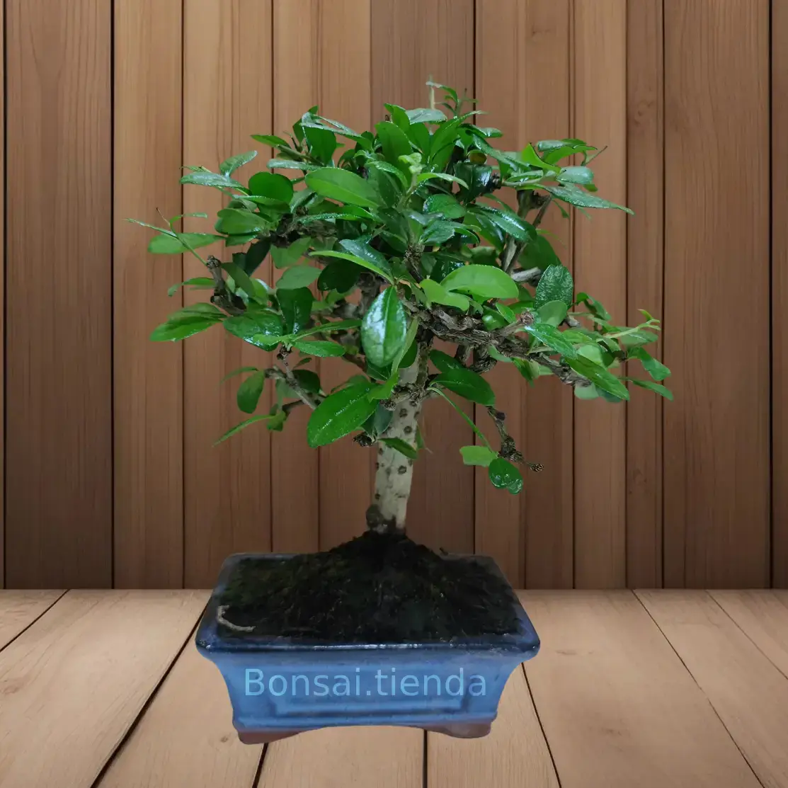 BONSAI CARMONA 5 AÑOS