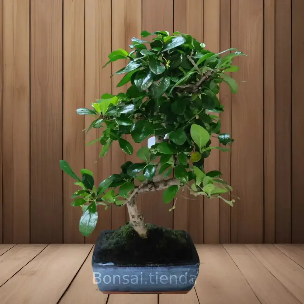 BONSAI CARMONA 6 AÑOS