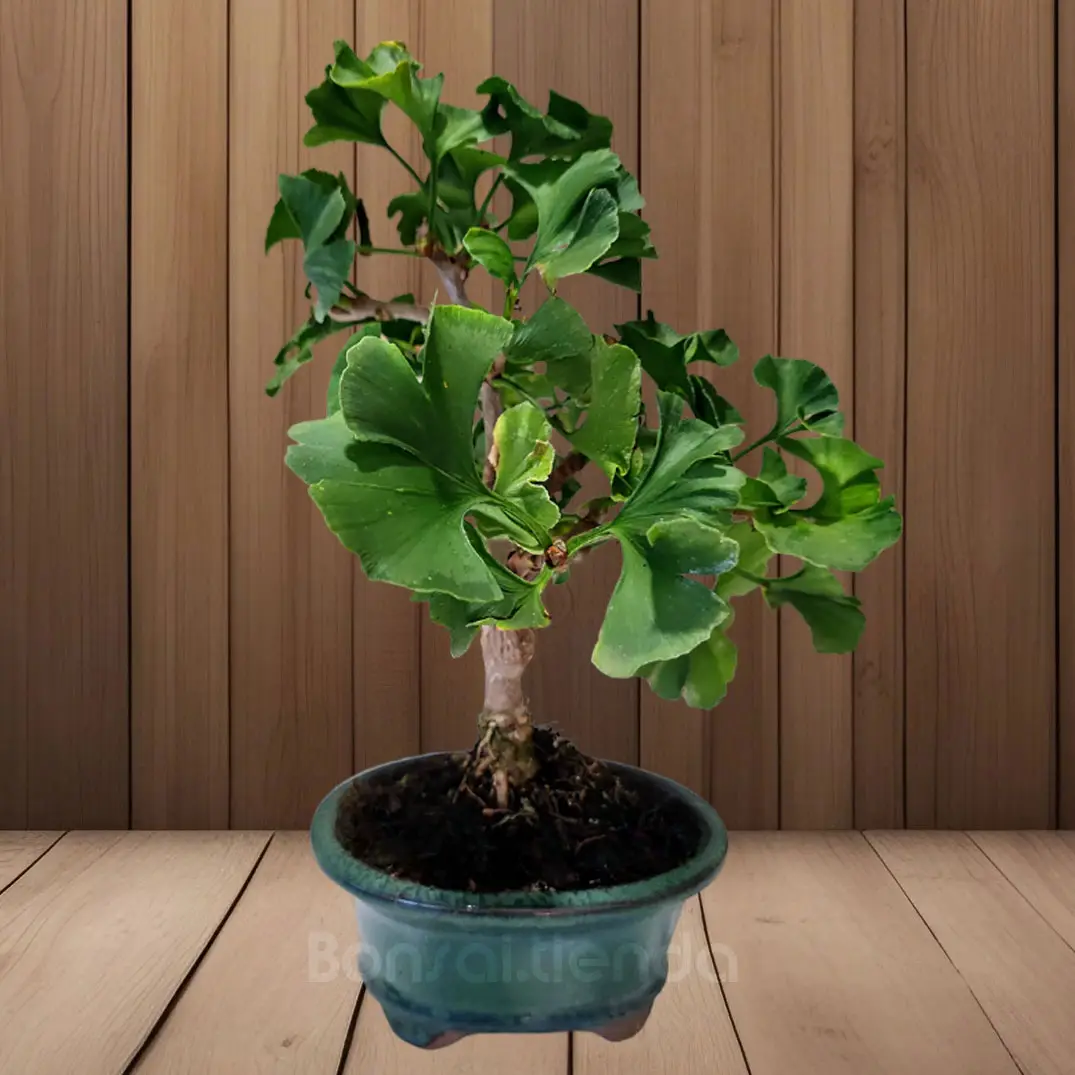 BONSAI GINKGO BILOBA 8 AÑOS