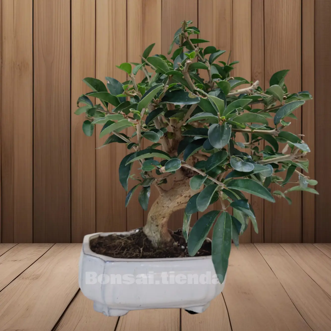 BONSAI LIGUSTRUM 8 AÑOS