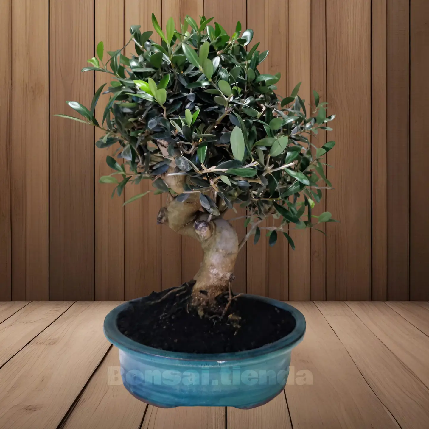 BONSAI OLIVO 14 AÑOS