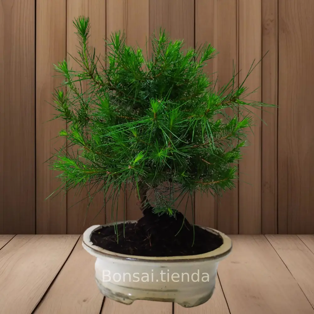 BONSAI PINO CARRASCO 7 AÑOS