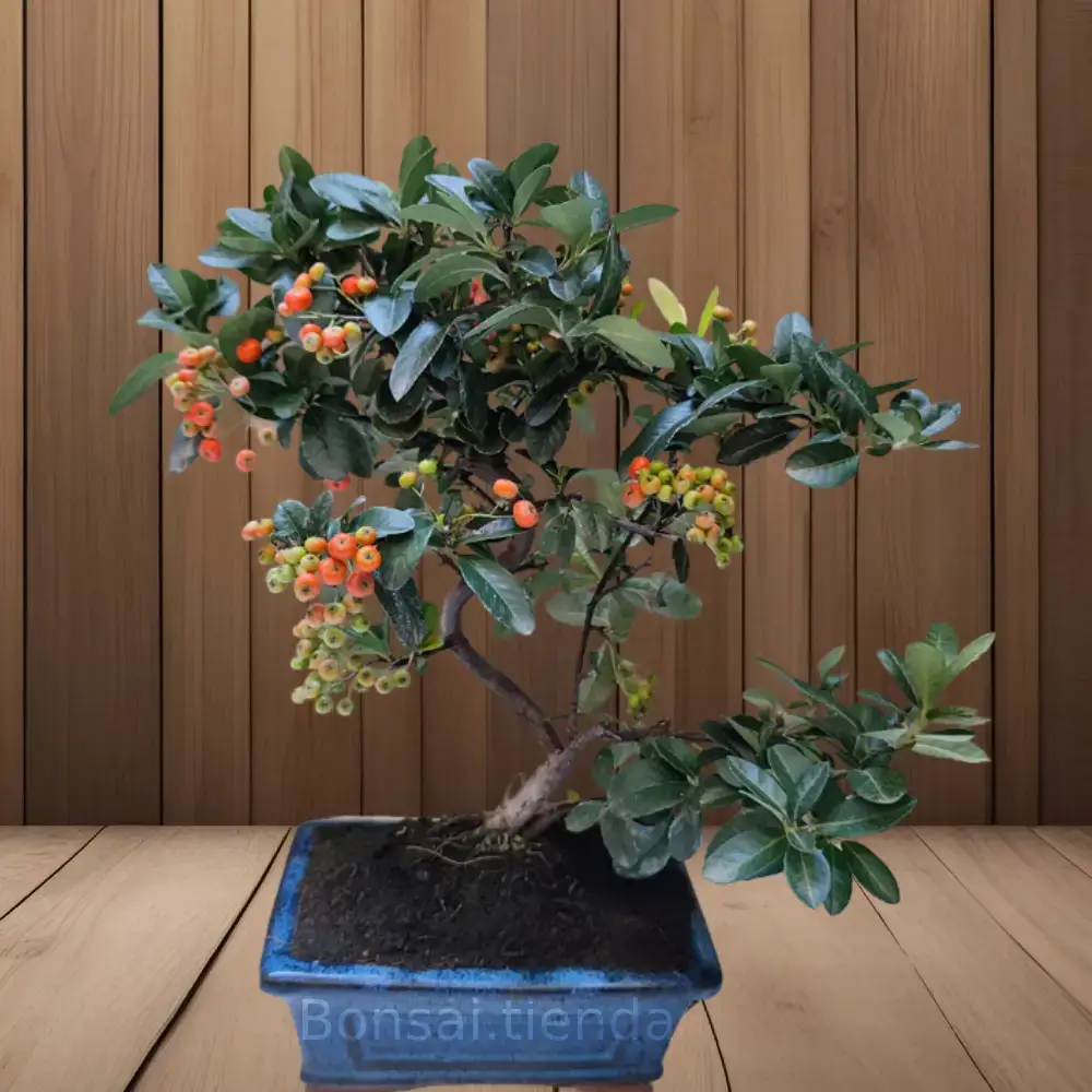 BONSAI PYRACANTHA 7 AÑOS